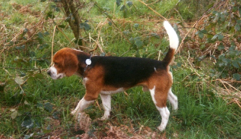 Nyrco de la vallée de meleuc