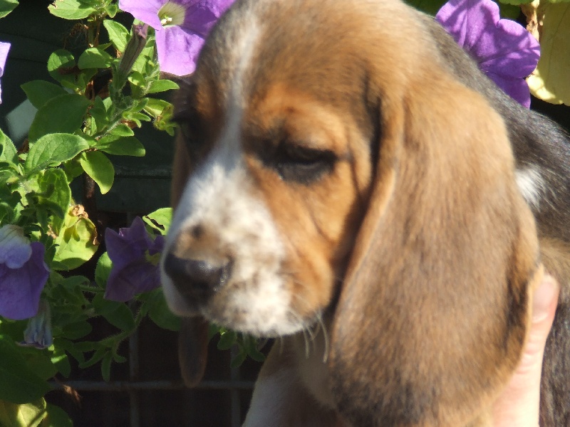 Deuz Tal ar Mor - Beagle - Portée née le 25/07/2012